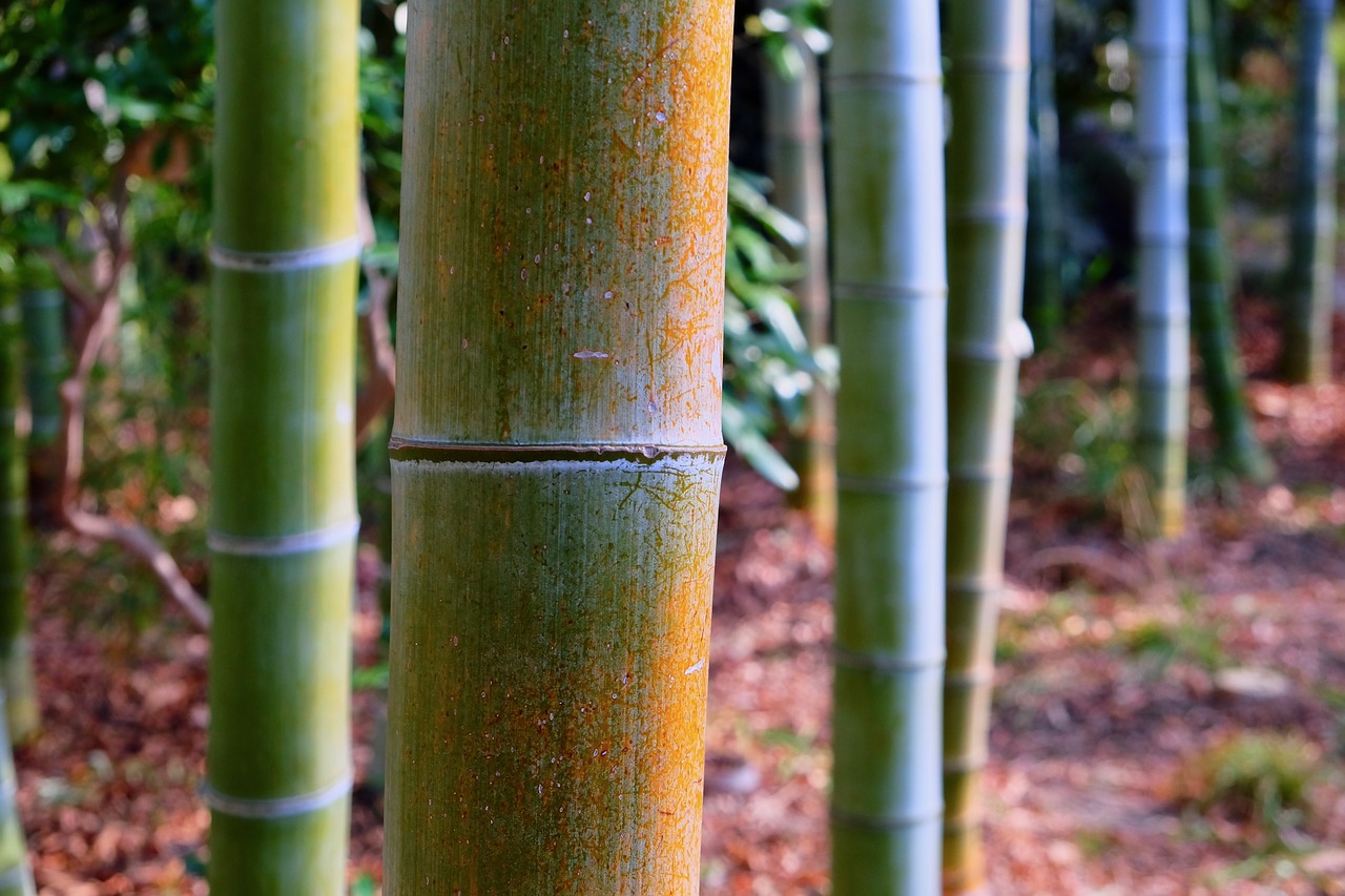 bamboo  forest  sunlight free photo