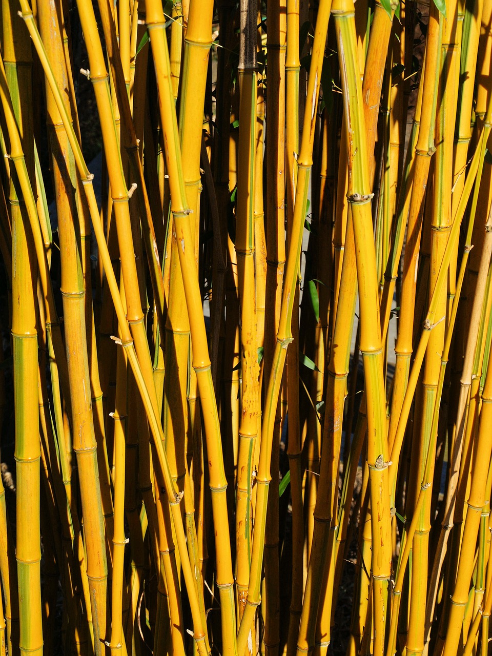bamboo  thicket  yellow free photo