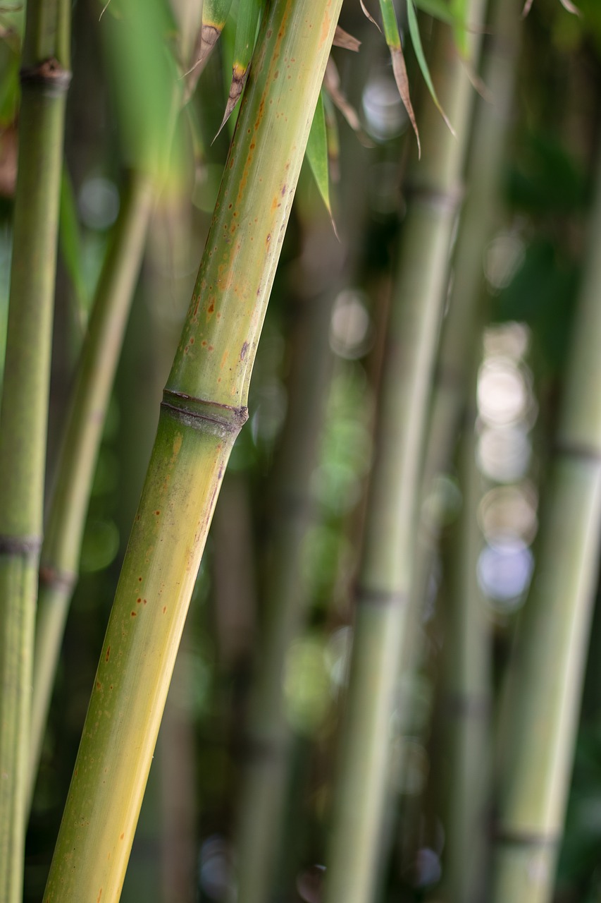 bamboo  plant  tree free photo
