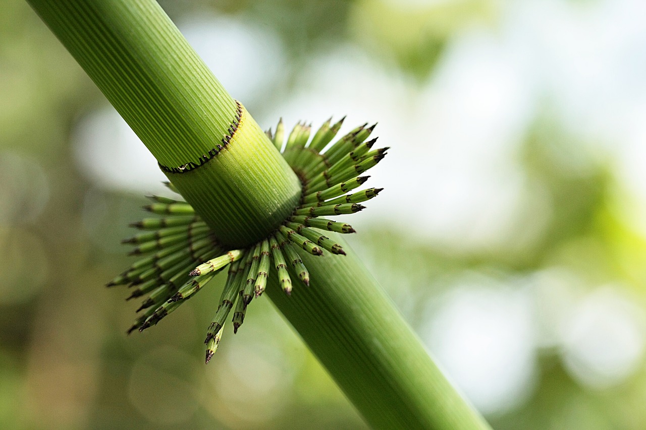 bamboo  seedlings  spring free photo