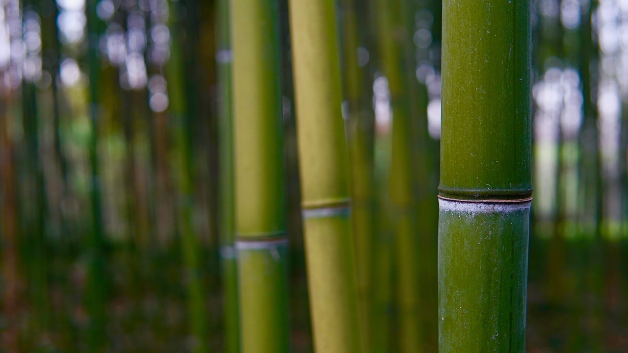 bamboo  plant  tree free photo