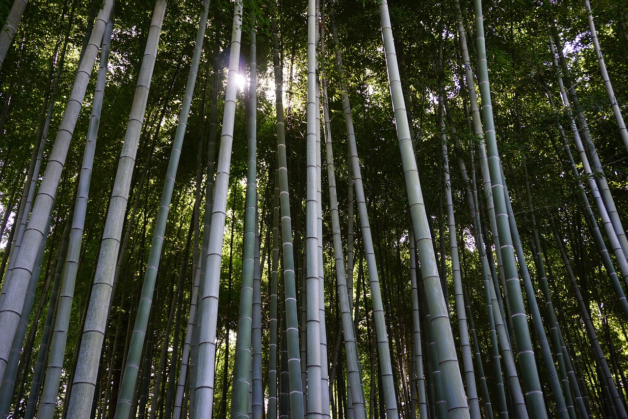 bamboo  bamboo forest  japan free photo