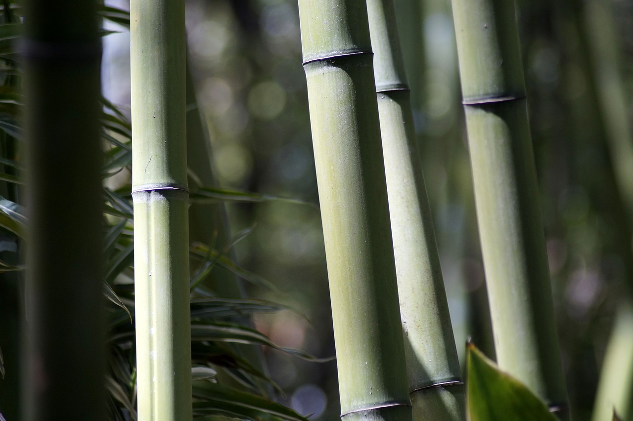 bamboo  forest  strains free photo