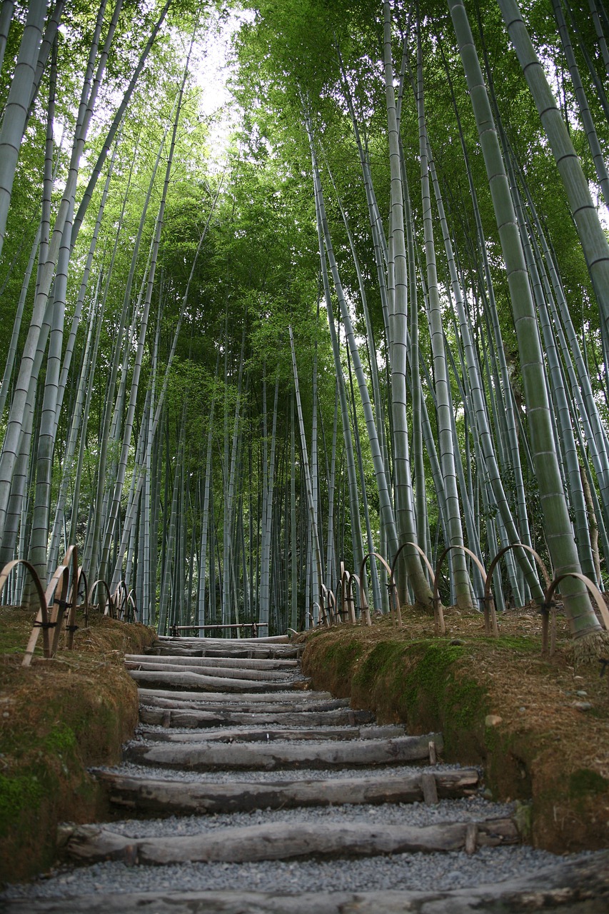 bamboo  garden  japan free photo