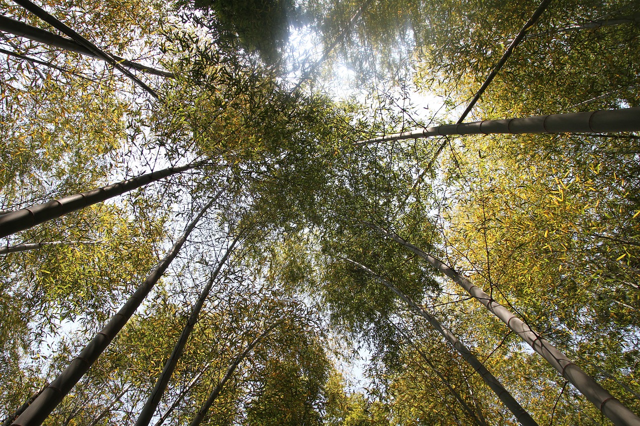 bamboo forest bamboo forest free photo