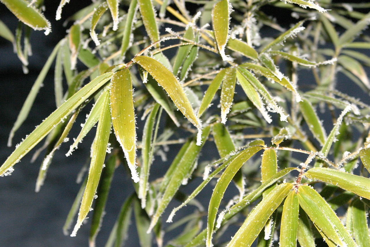 bamboo  frozen  ice free photo