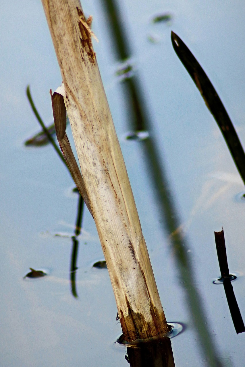 bamboo lake pond free photo