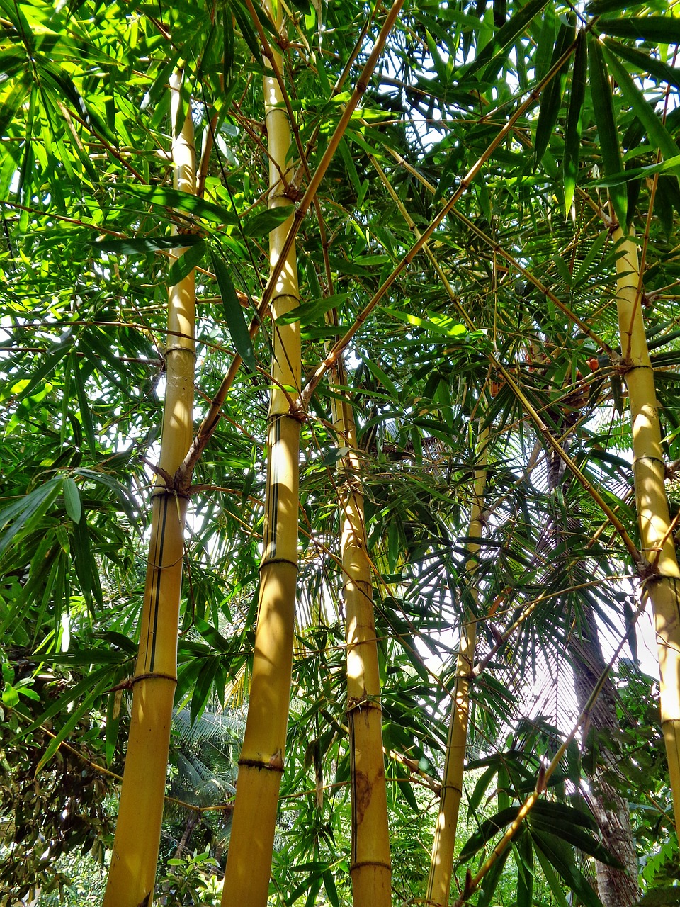 bamboo forest nature free photo