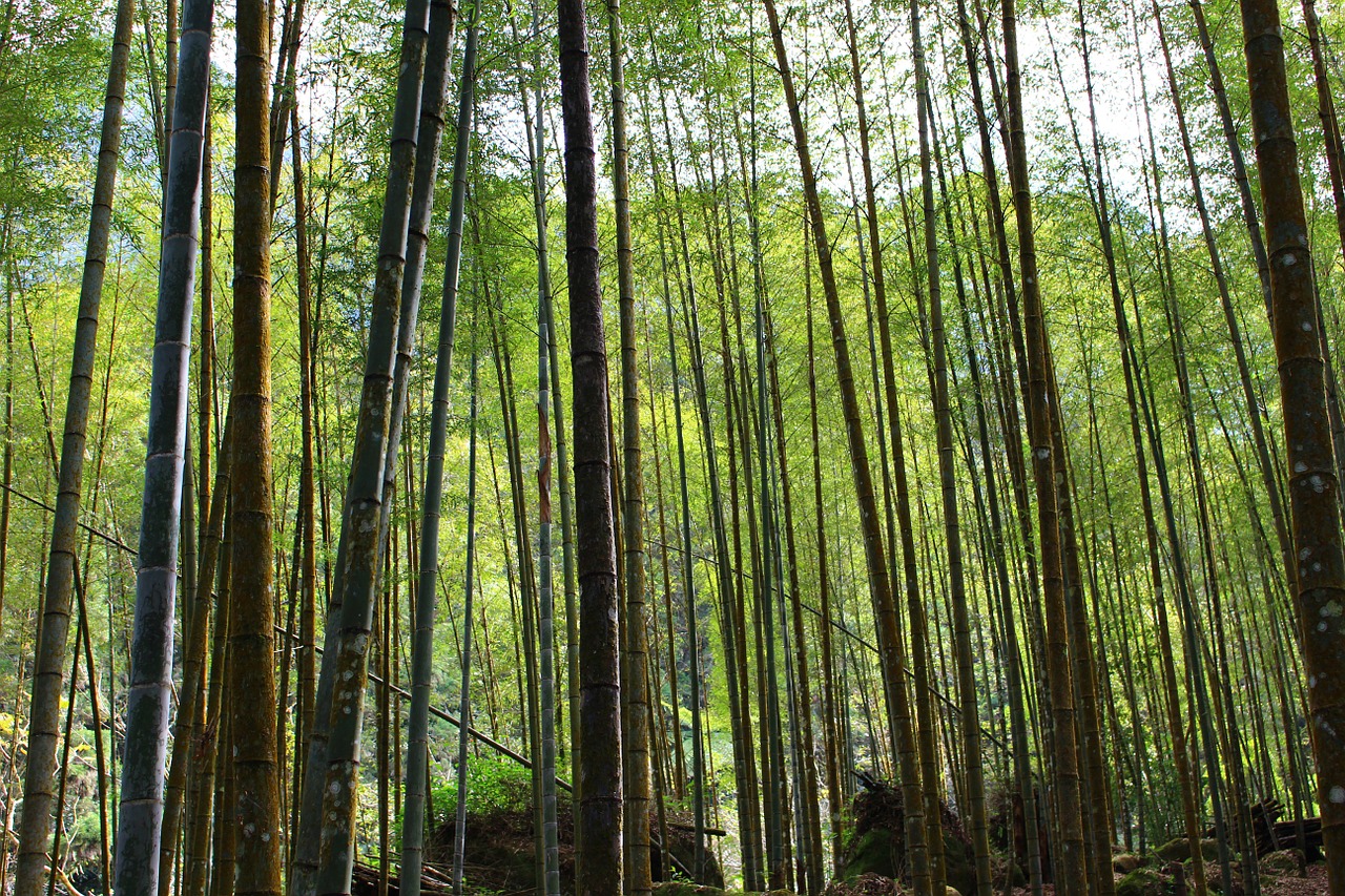 bamboo tou taiwan free photo