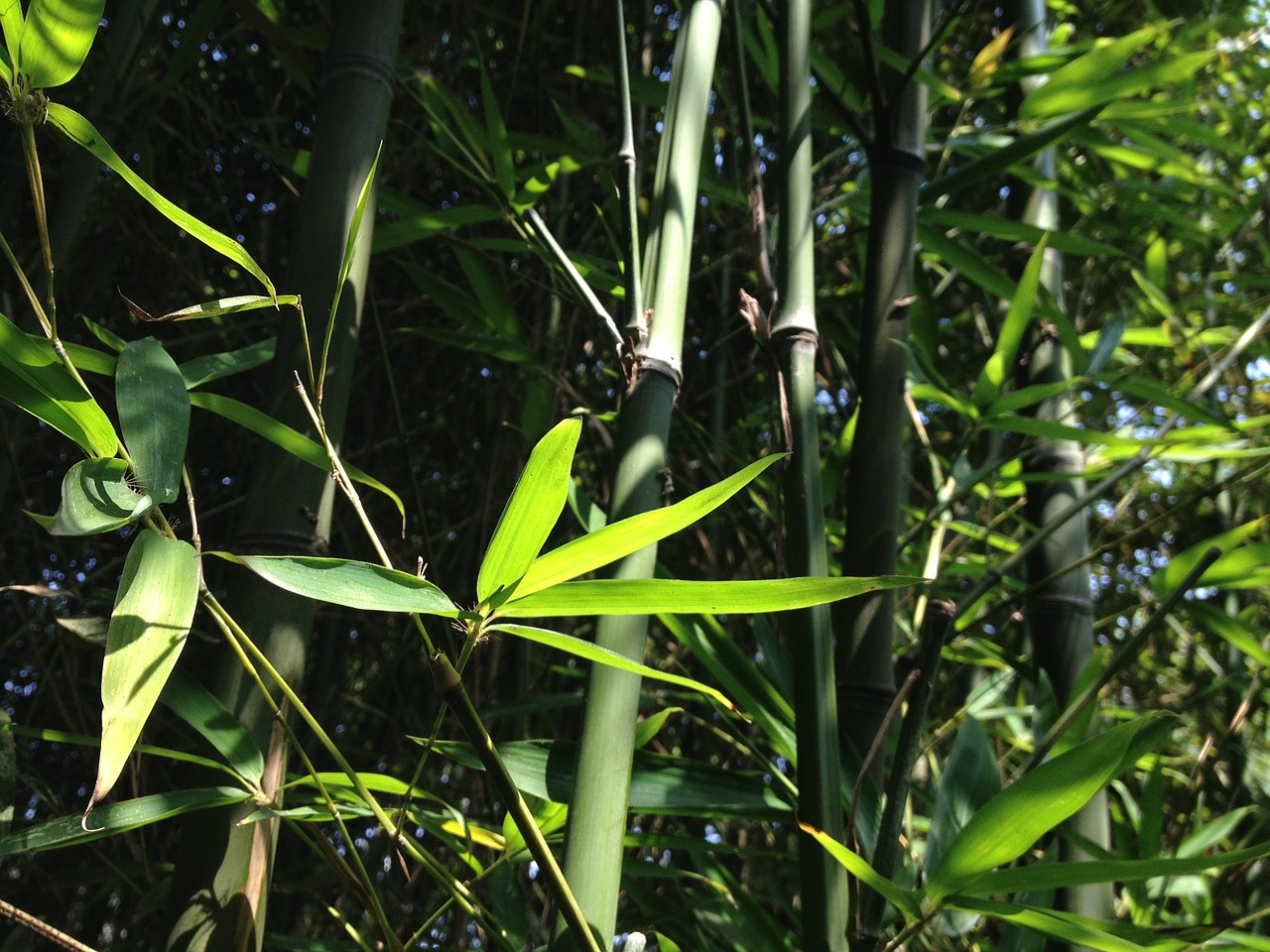 bamboo leaves plant free photo