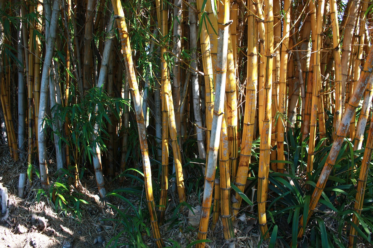 bamboo trees nature free photo