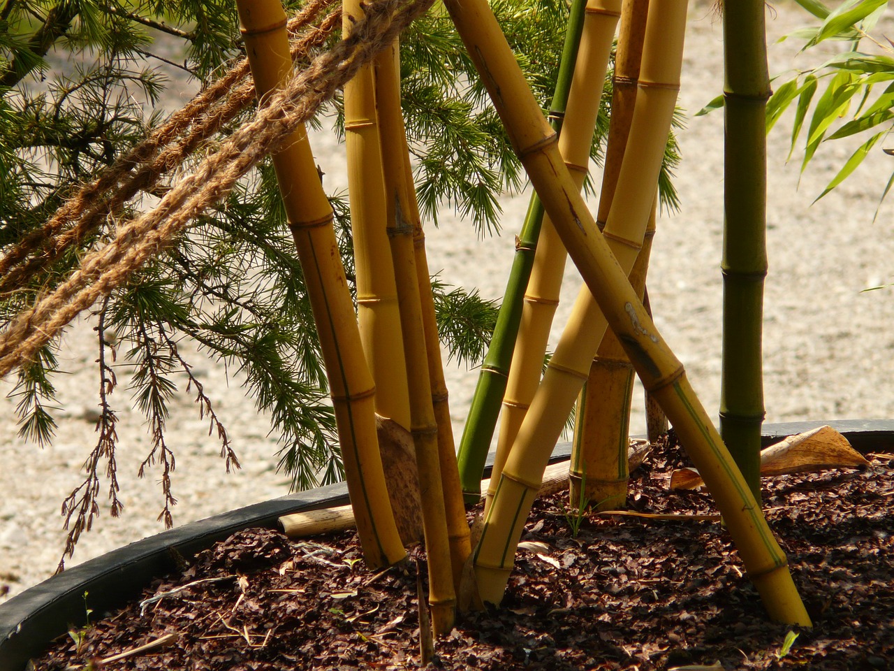 bamboo bamboo garden aureocaulis free photo