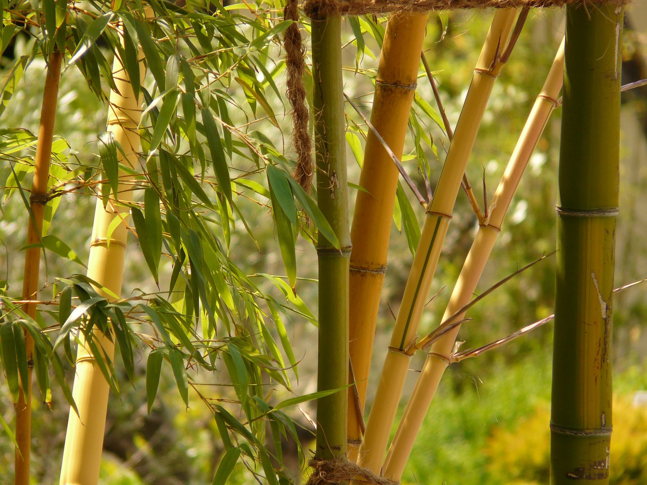 bamboo bamboo garden aureocaulis free photo