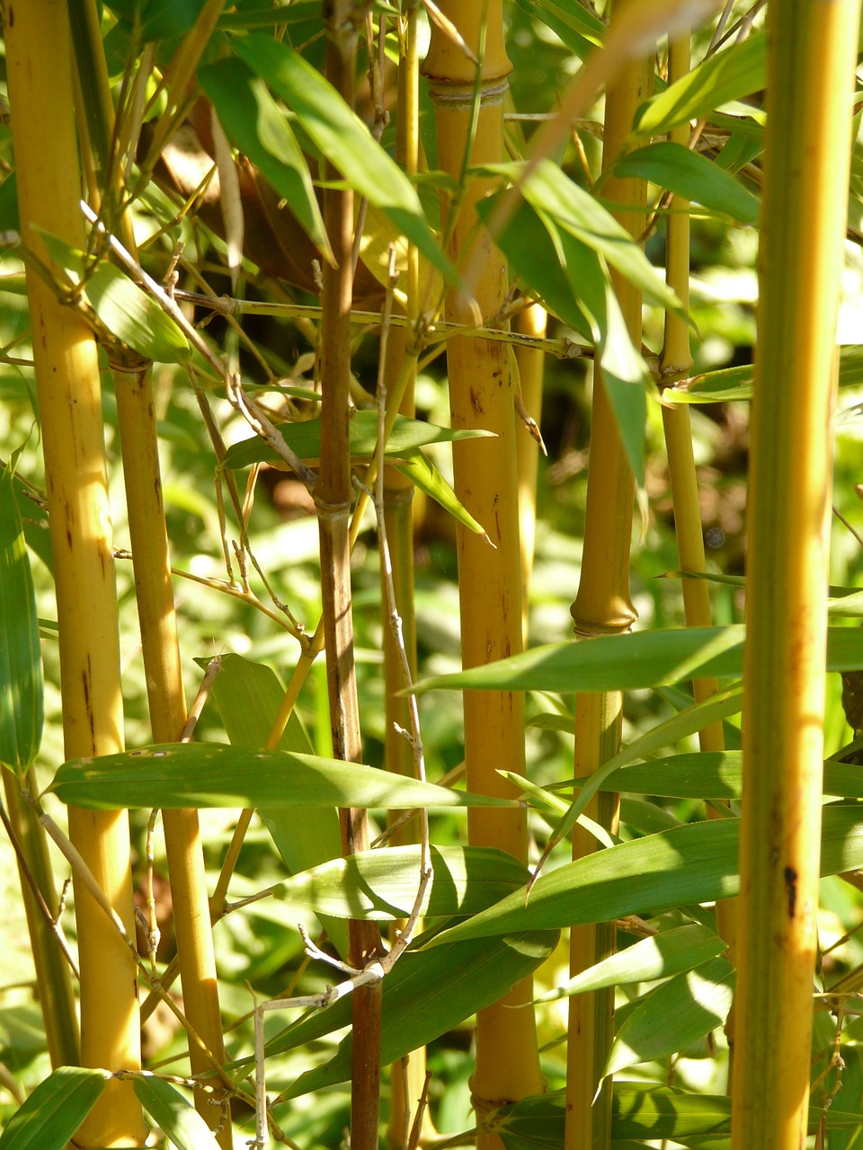 bamboo node bamboo gold bamboo tube free photo