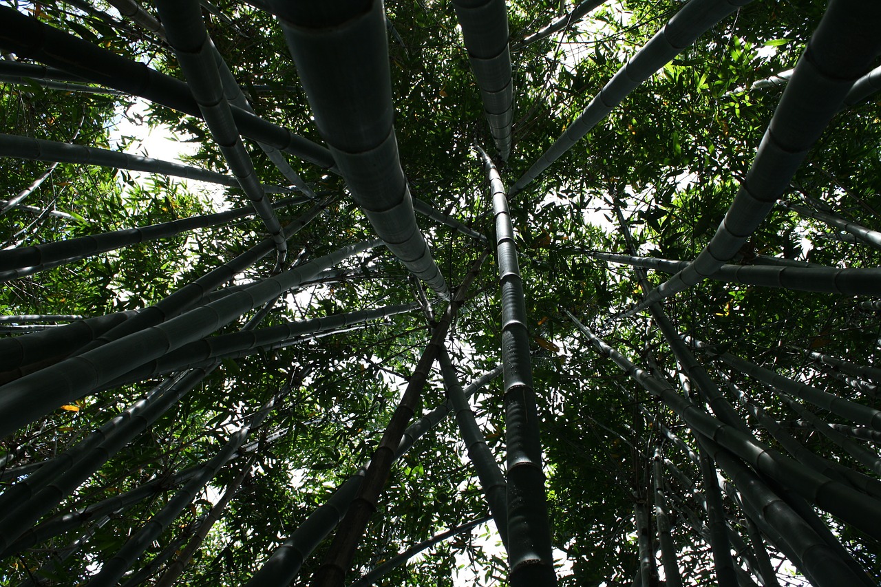 bamboo tall plant free photo