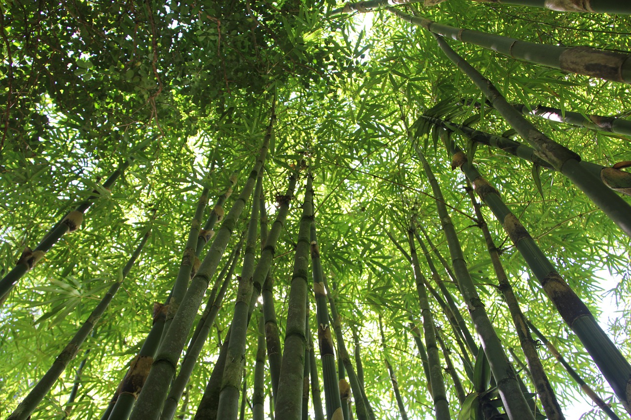 bamboo bamboo forest hawaii bamboo free photo