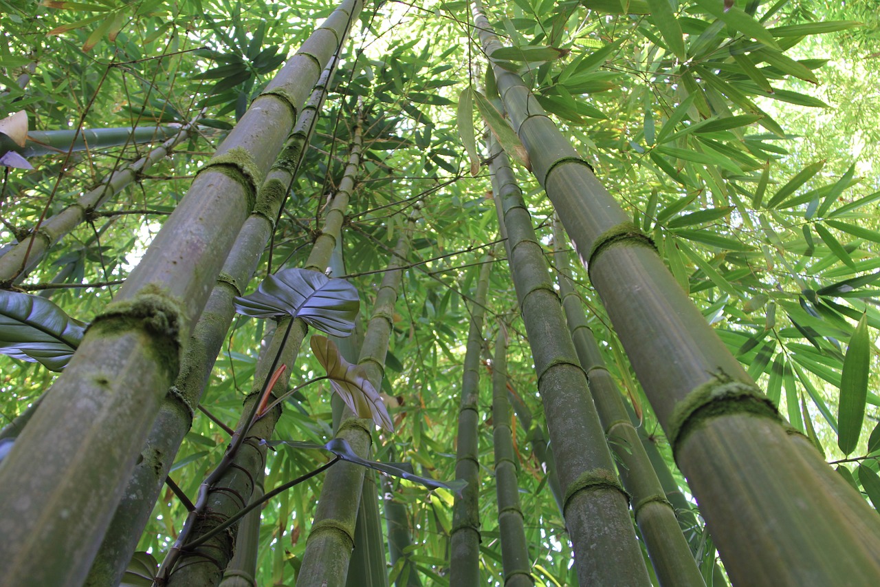 bamboo bamboo forest hawaii bamboo free photo