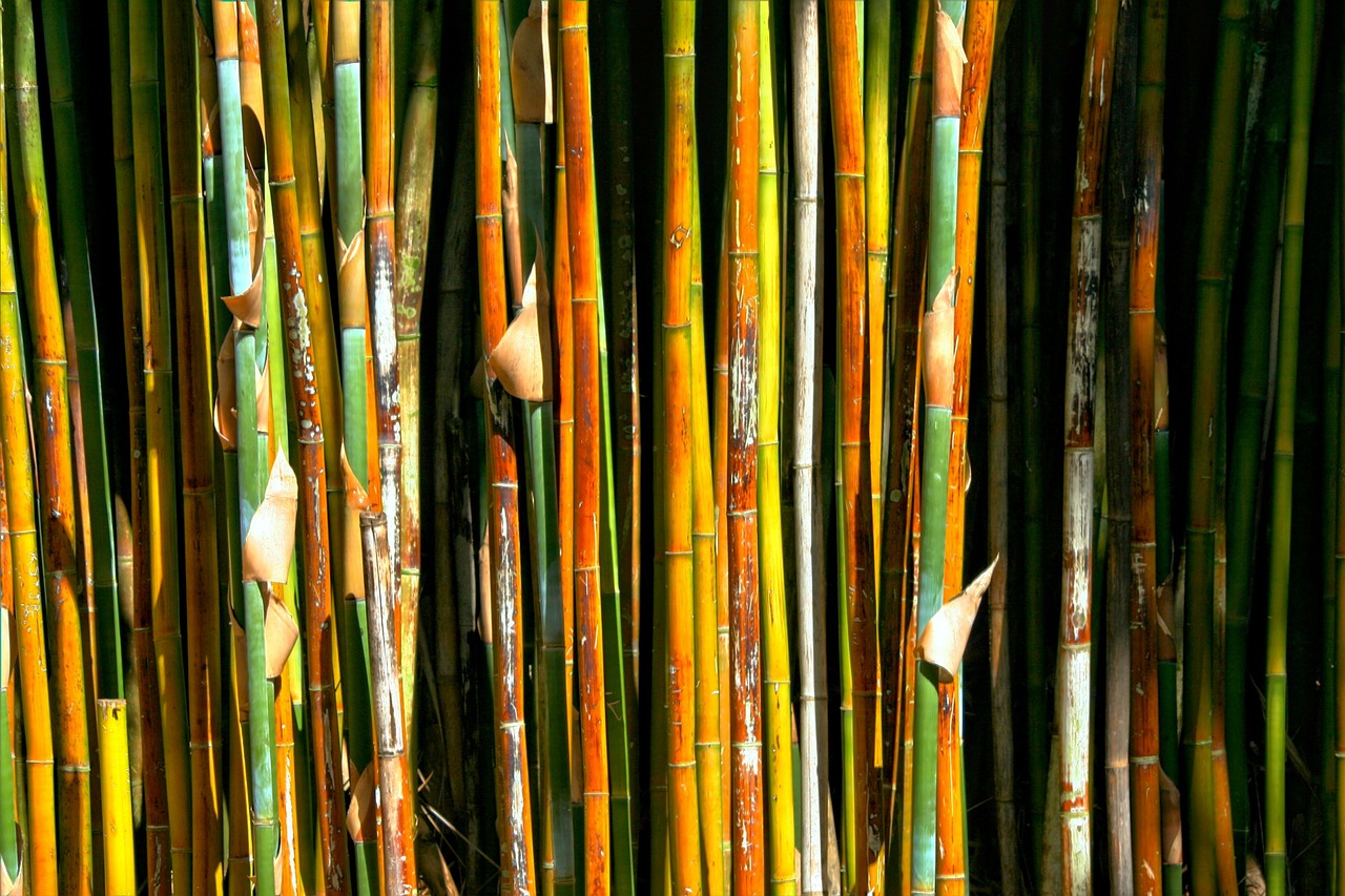 bamboo plant grass free photo