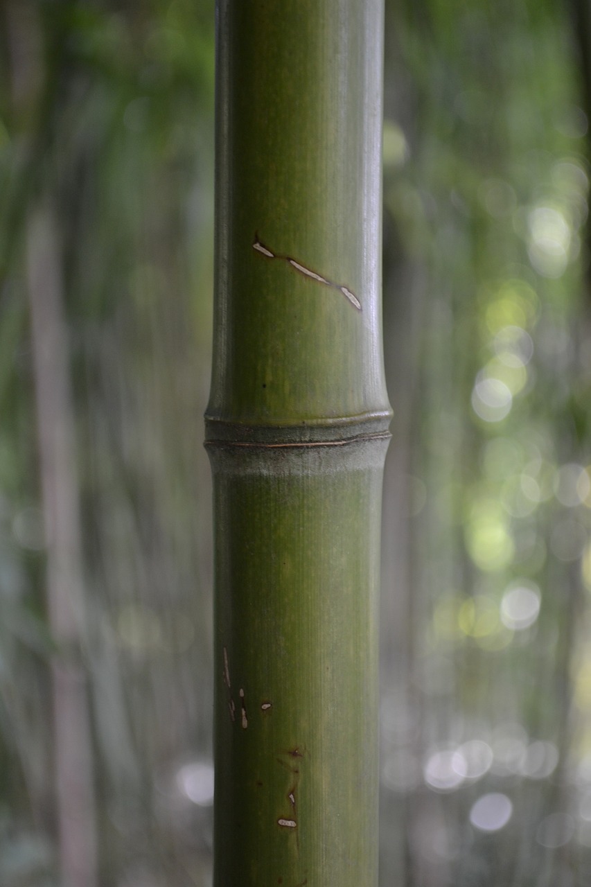bamboo forrest asia free photo