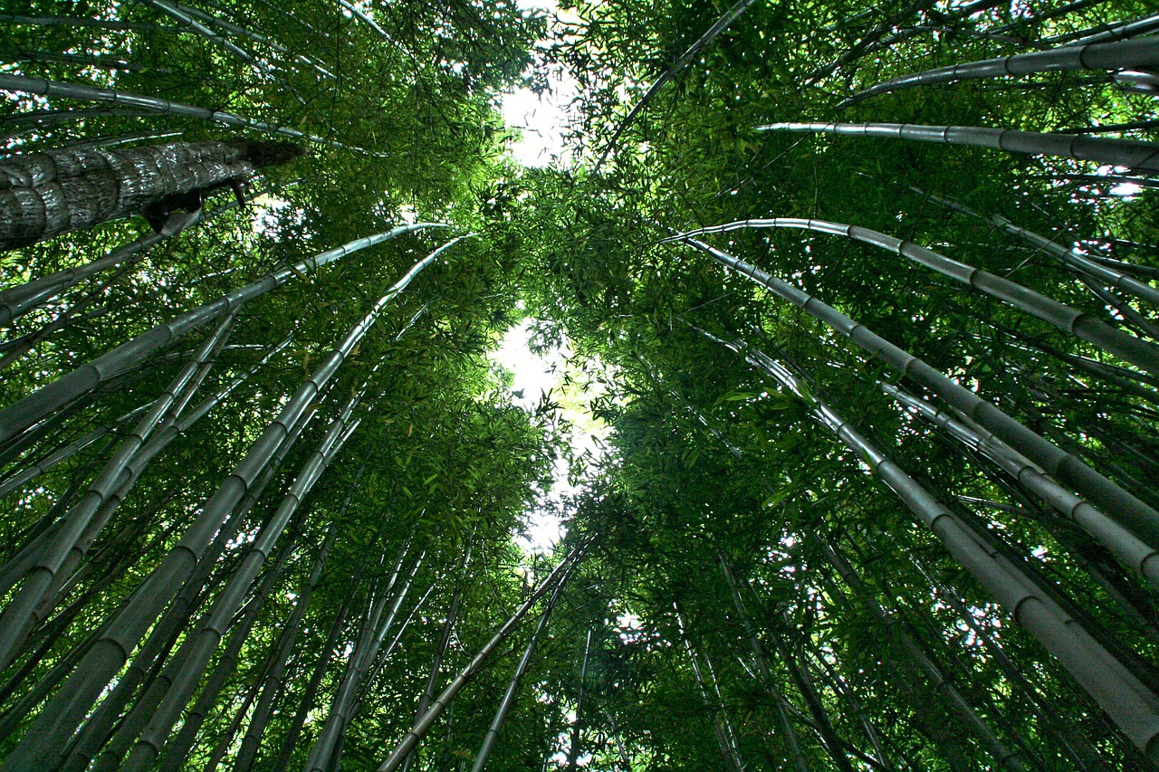 bamboo bamboo forest bamboo plants free photo