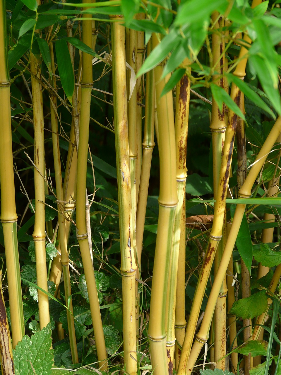 bamboo bamboo rods gold bamboo tube free photo