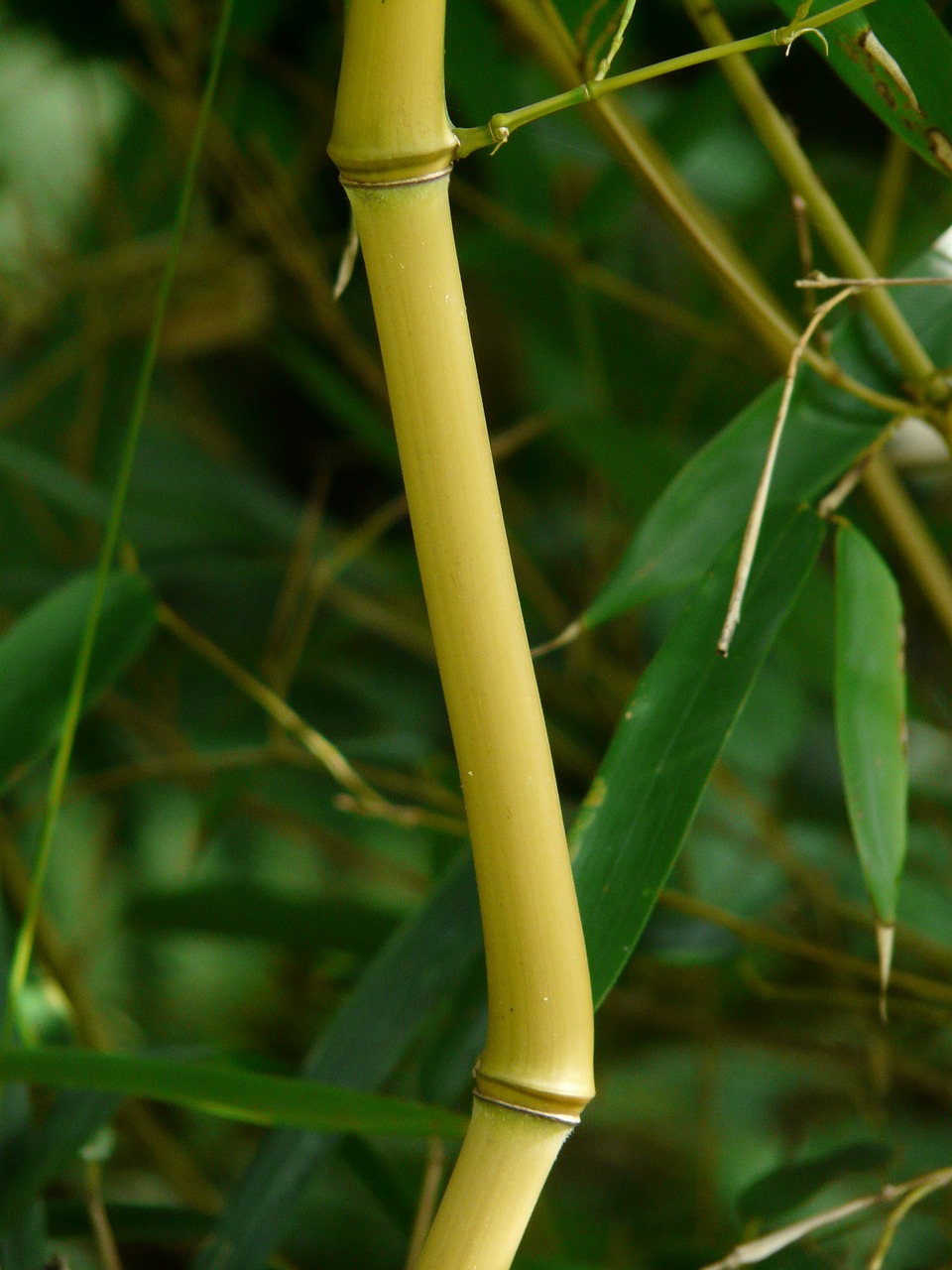 bamboo bamboo rods zickzag free photo