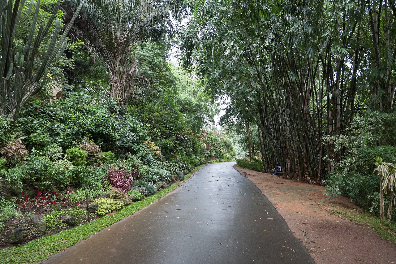 bamboo park landscape free photo