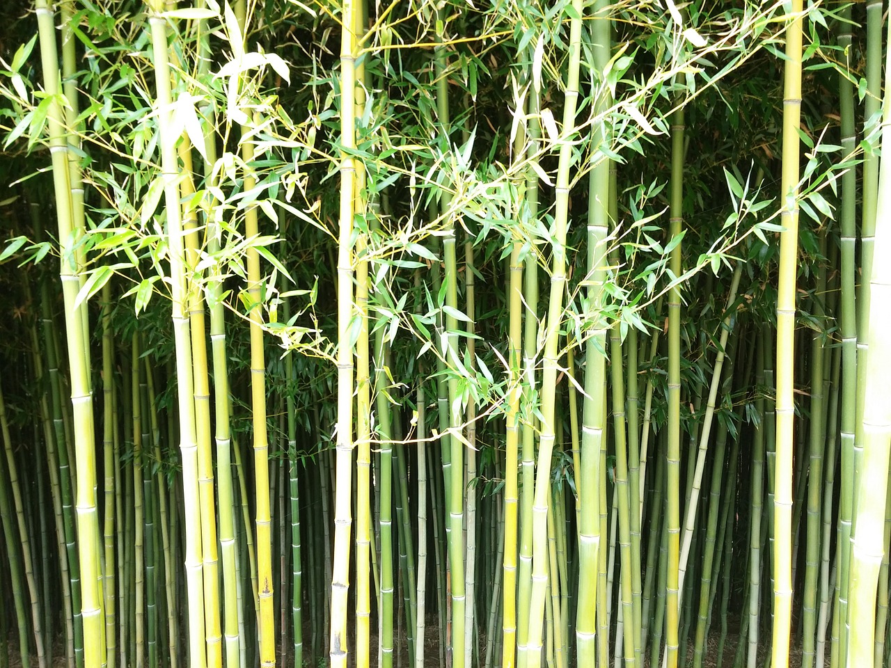 bamboo wall green free photo