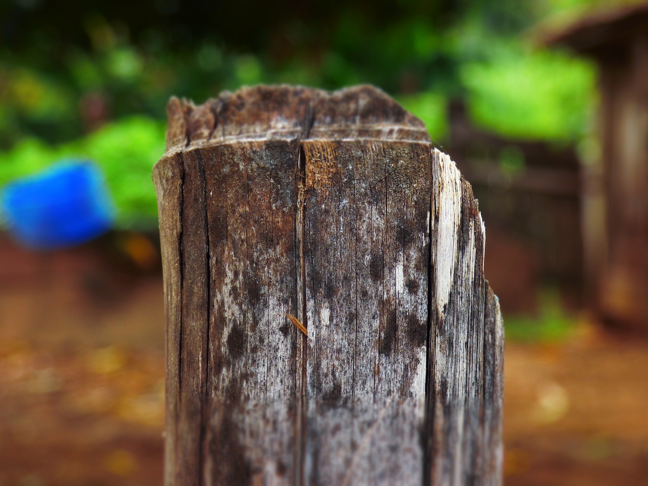 bamboo wood fungi free photo