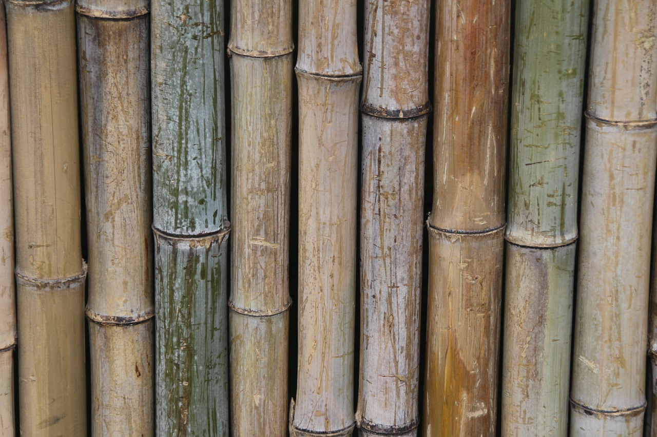 bamboo fence wall free photo