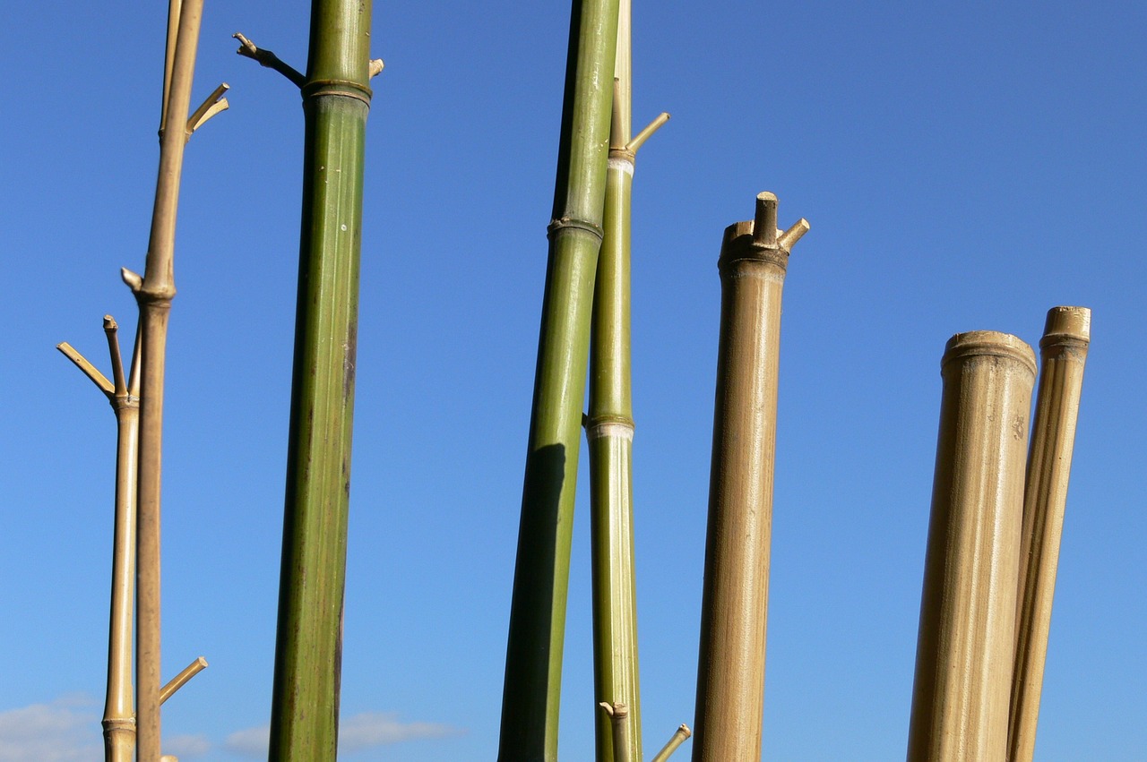 bamboo sky cannes free photo