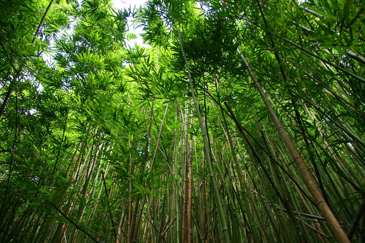 bamboo forest hiking free photo