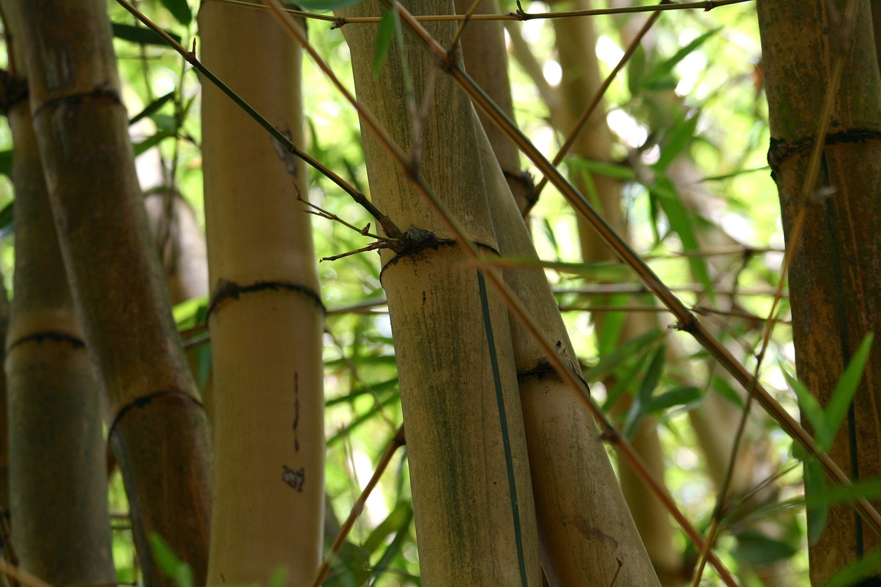 bamboo plants botany free photo