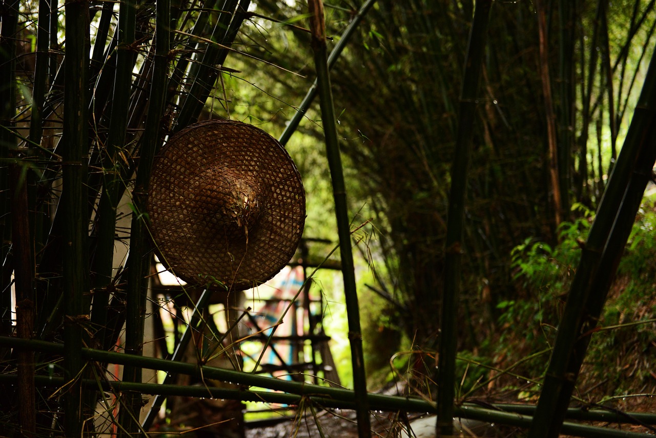 bamboo country the scenery free photo