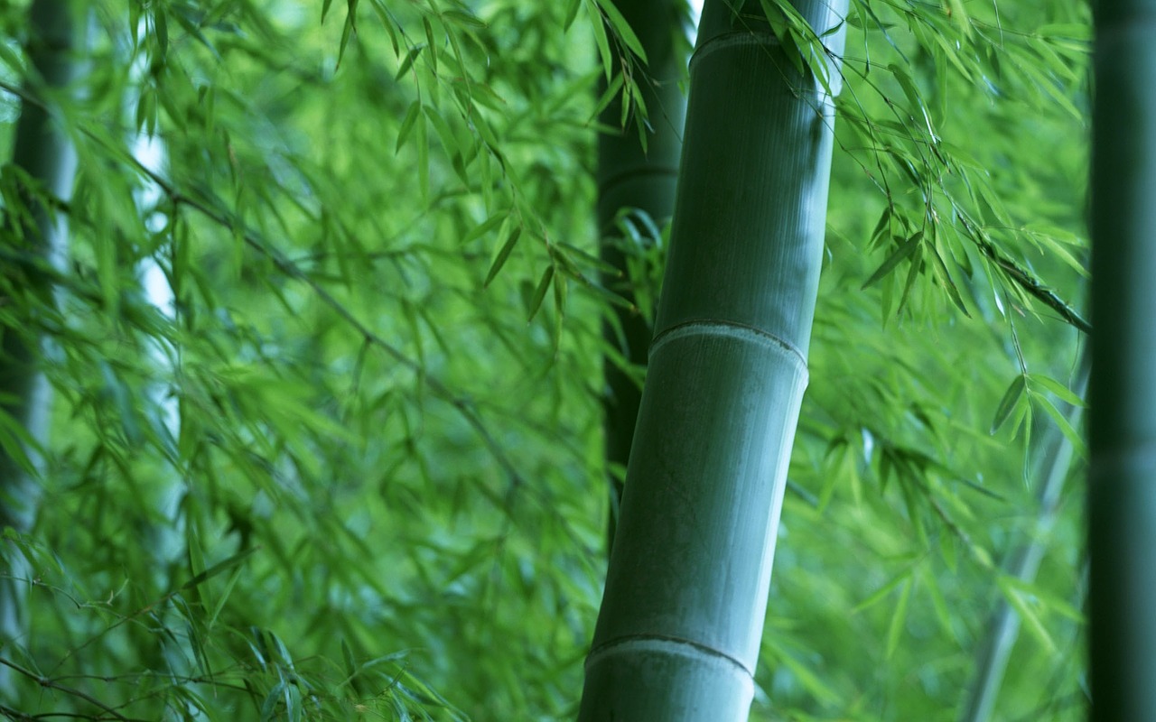 bamboo forest wood free photo