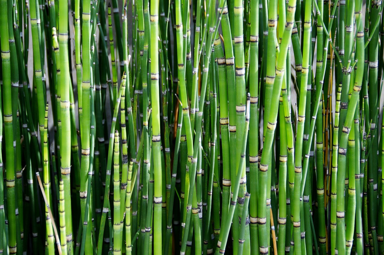 bamboo plant reed free photo