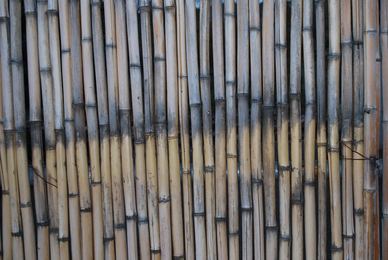 bamboo macro texture free photo