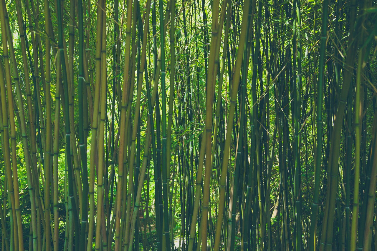 bamboo forest nature free photo