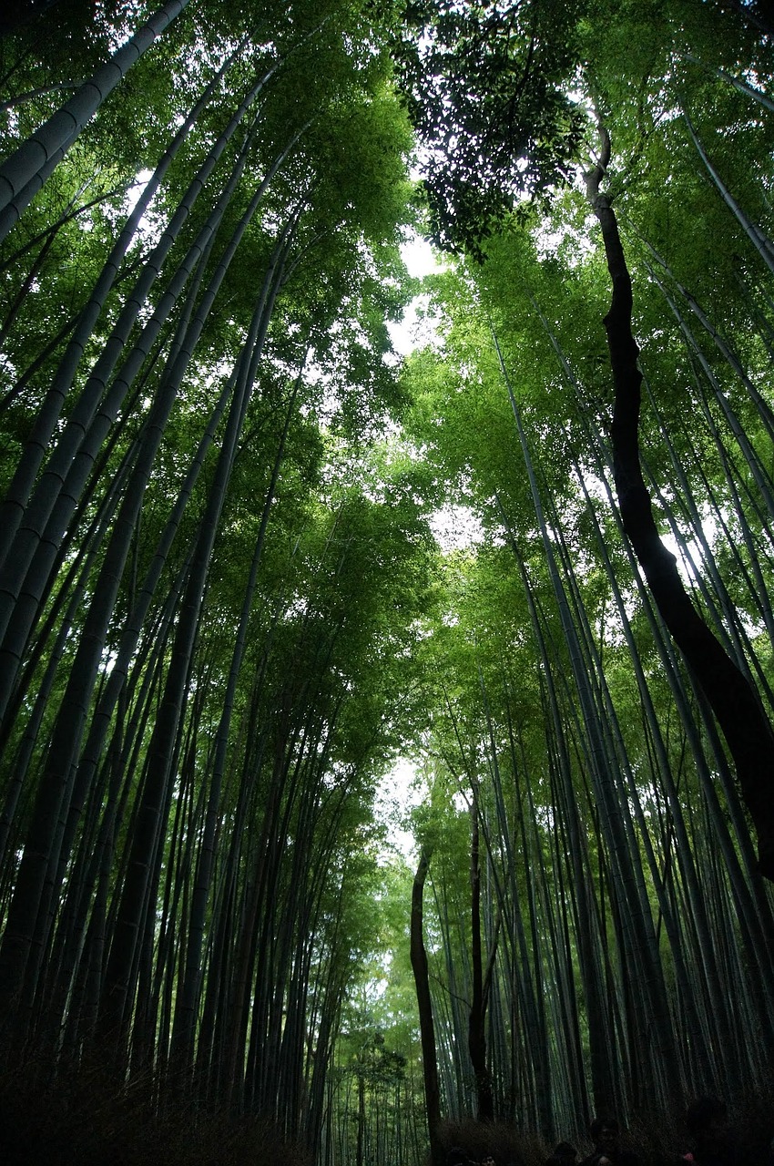 bamboo landscape woods free photo