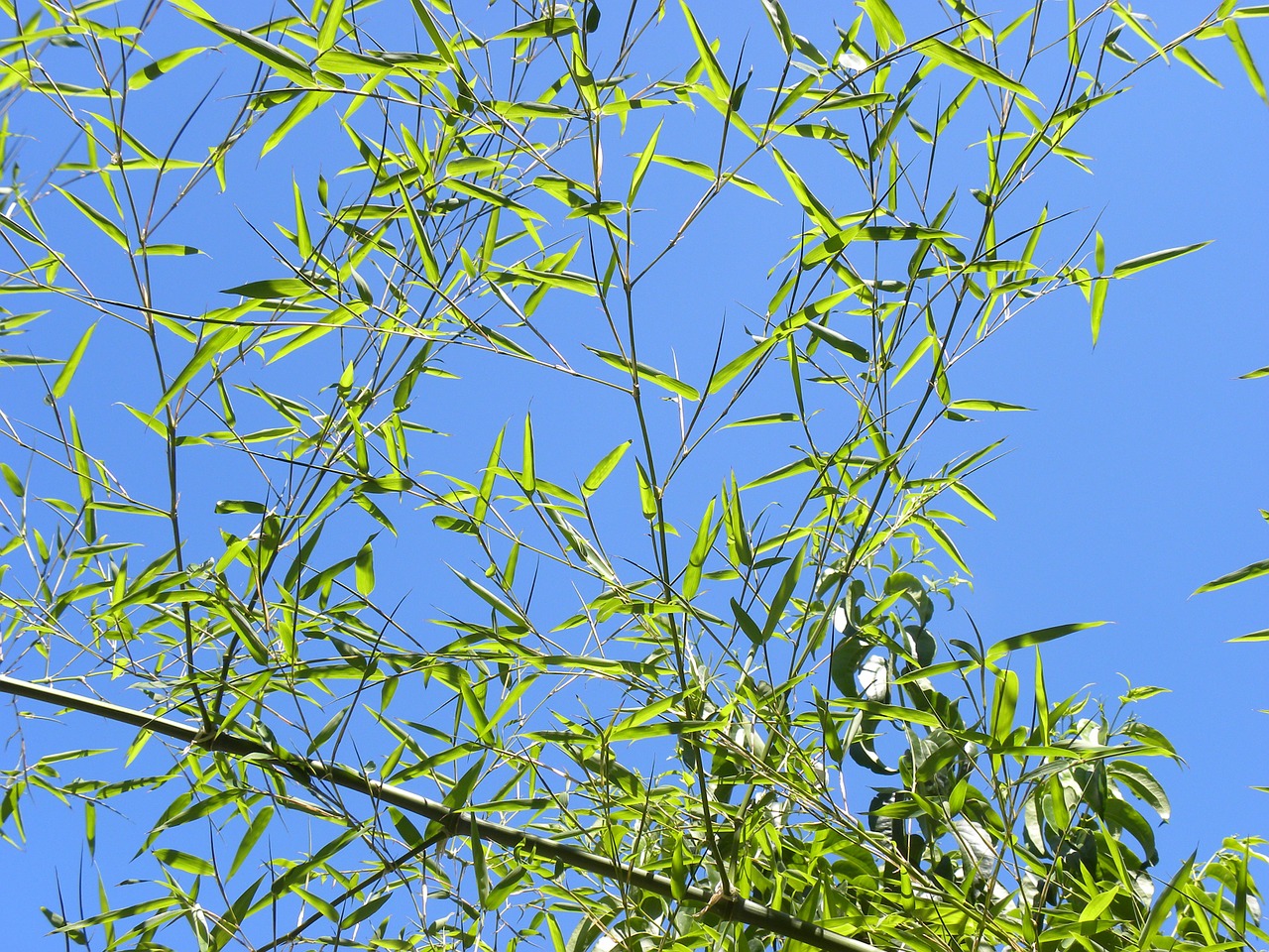 bamboo leaves sky free photo