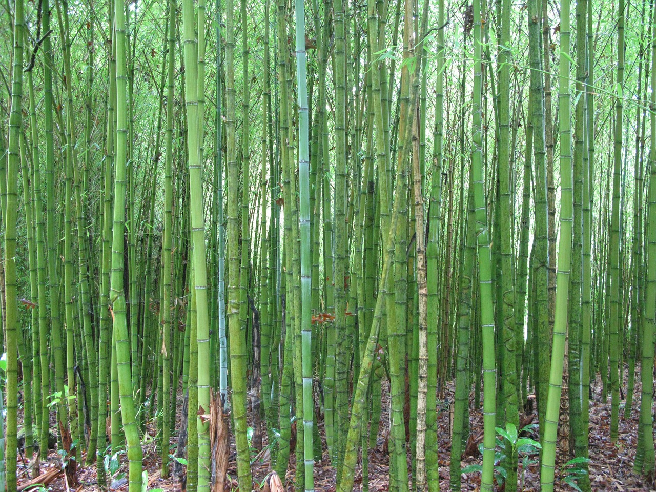 bamboo green close free photo