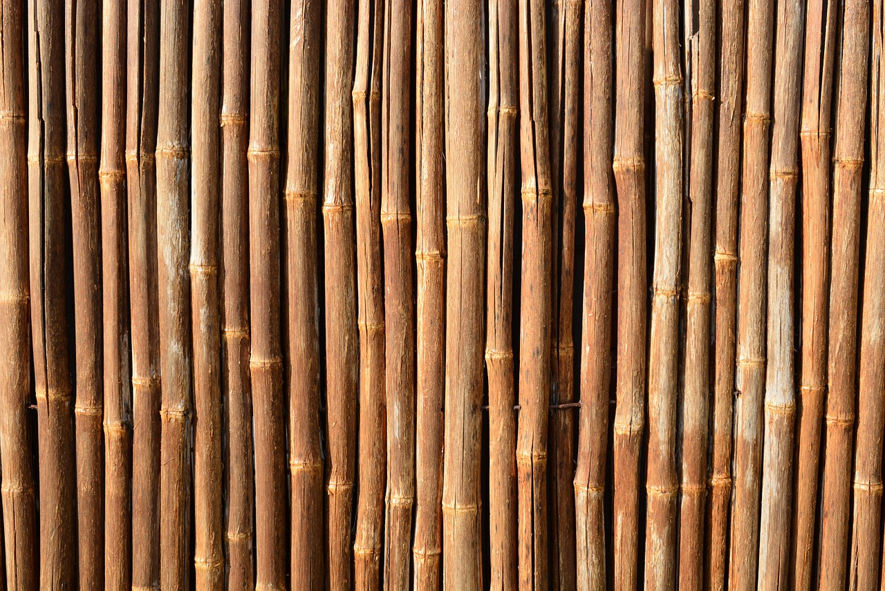 bamboo tropical natural free photo