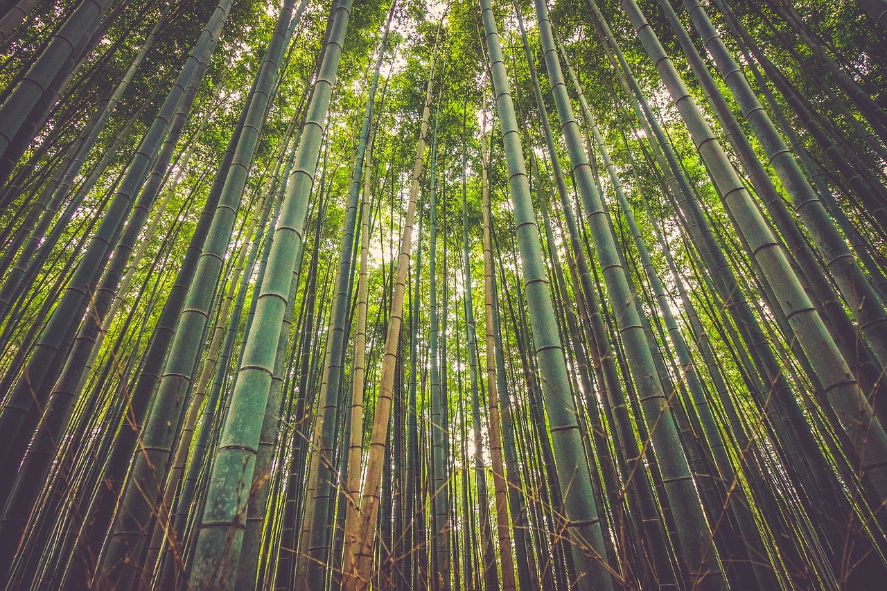 bamboo trees forest free photo