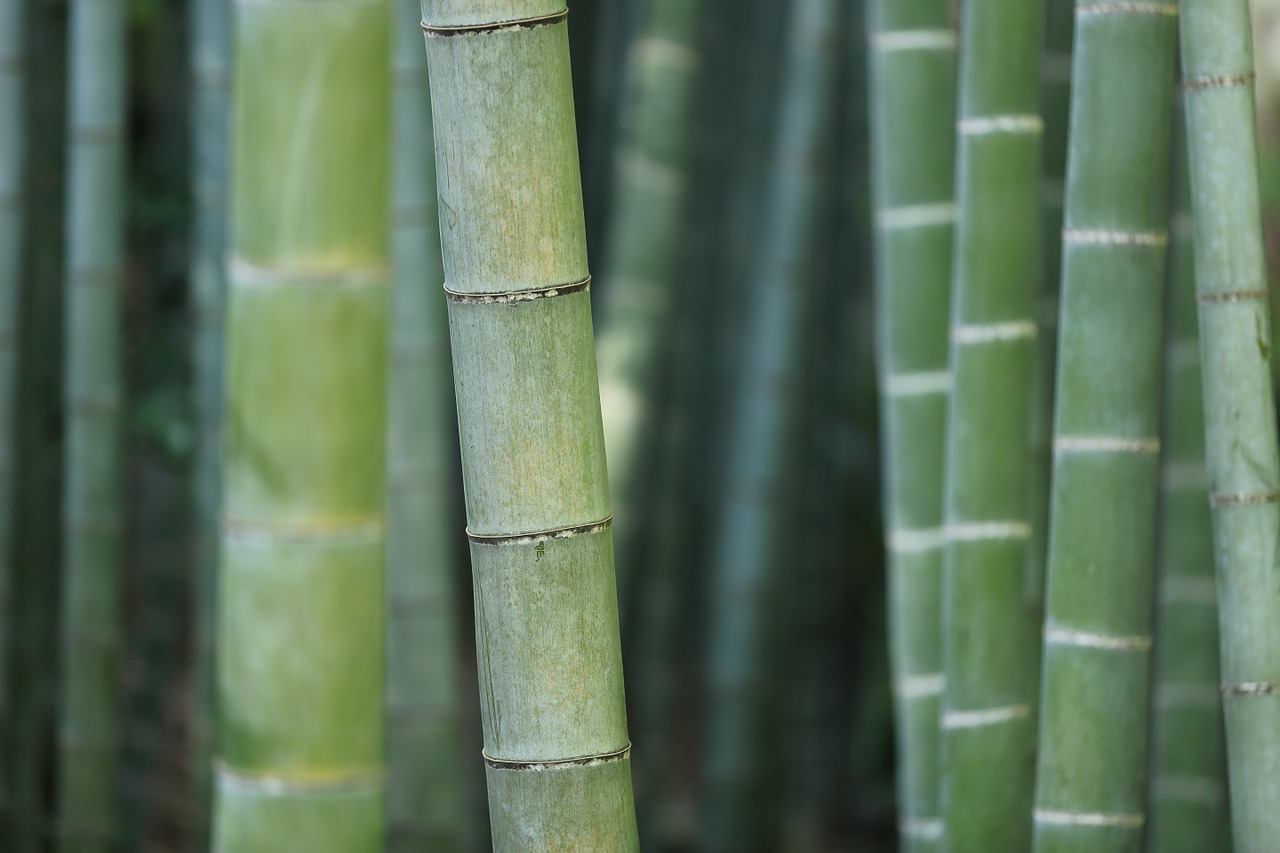 bamboo forest trunks free photo