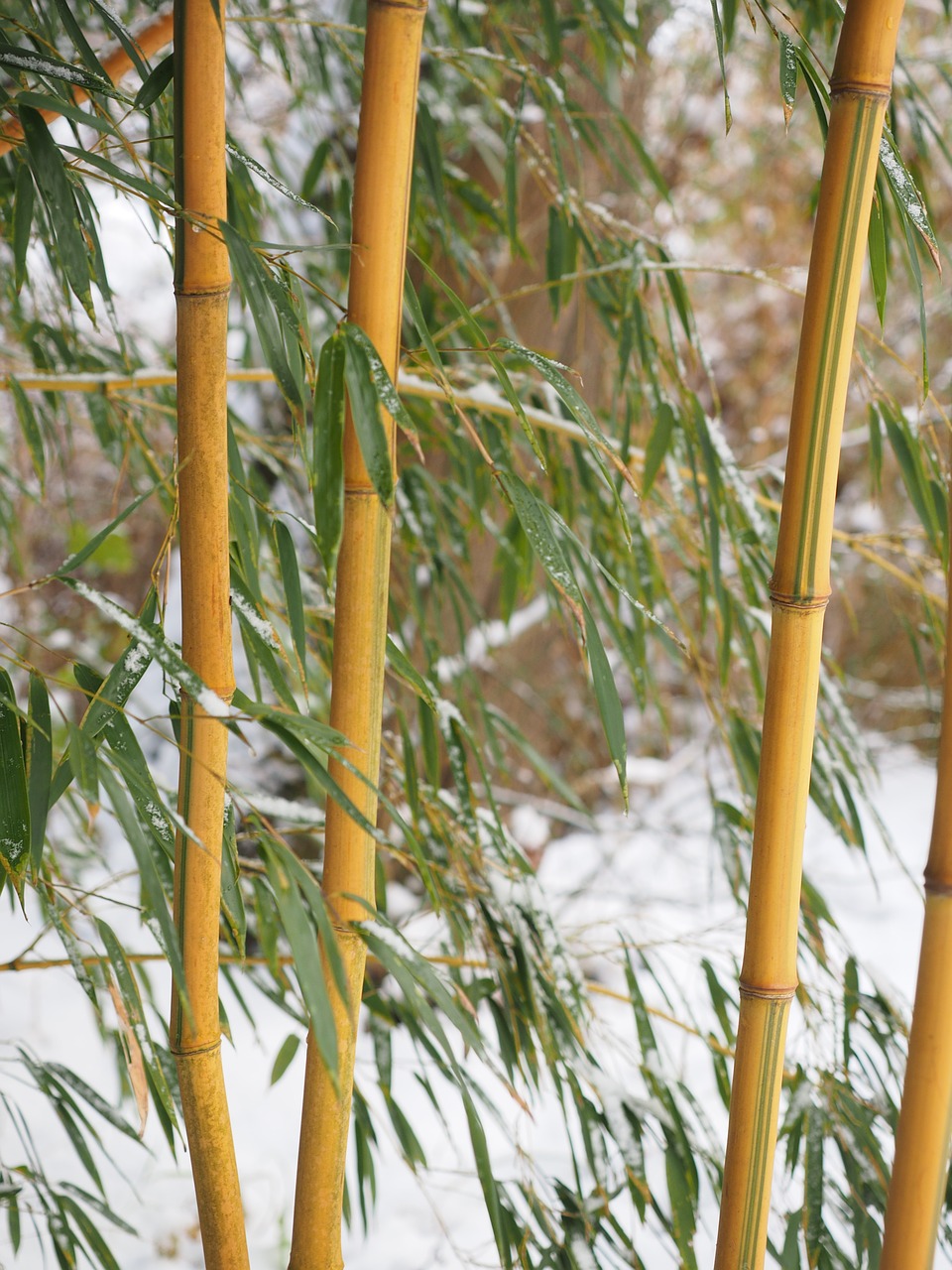 bamboo tube plant free photo
