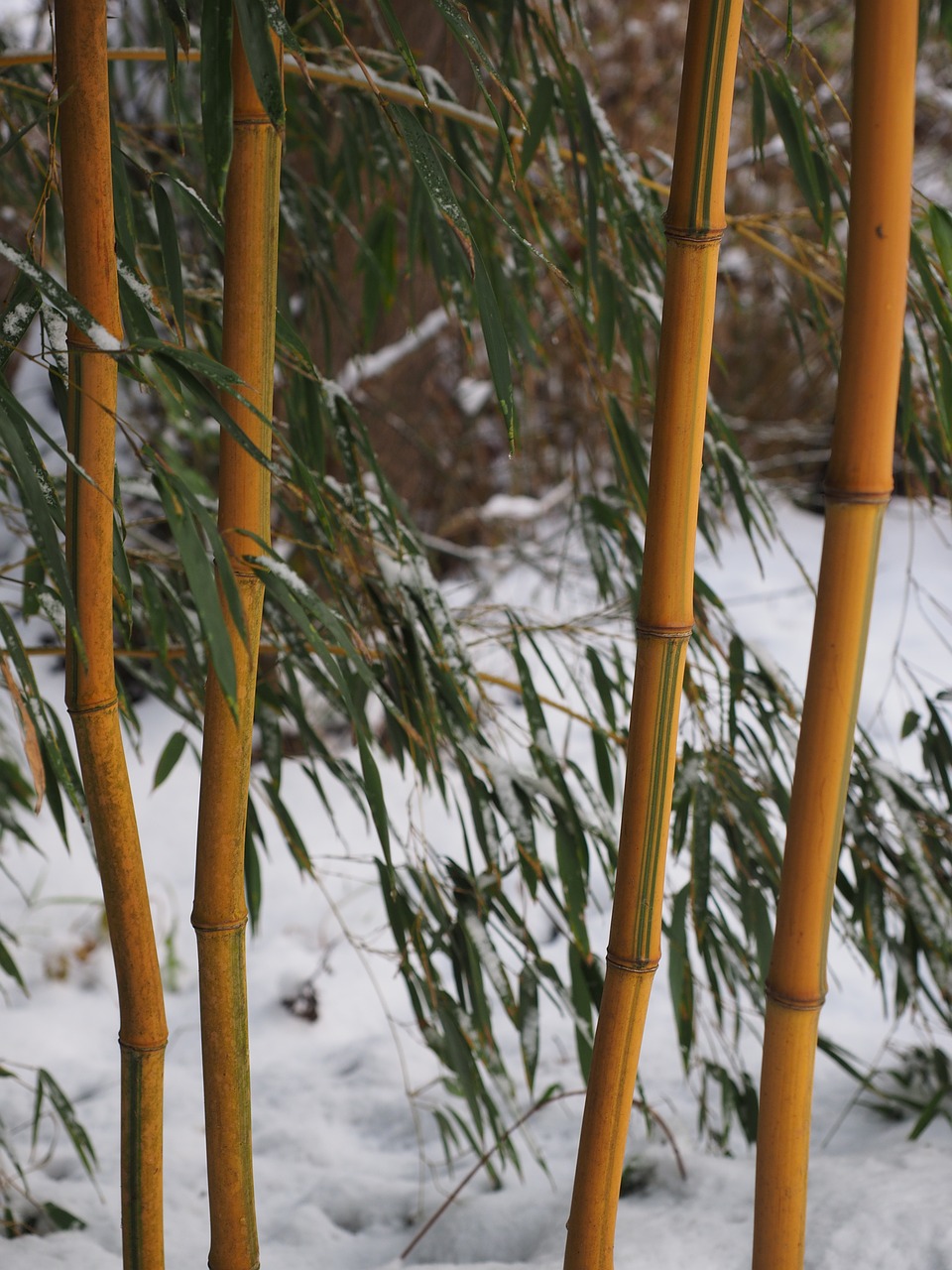 bamboo plant aureocaulis free photo