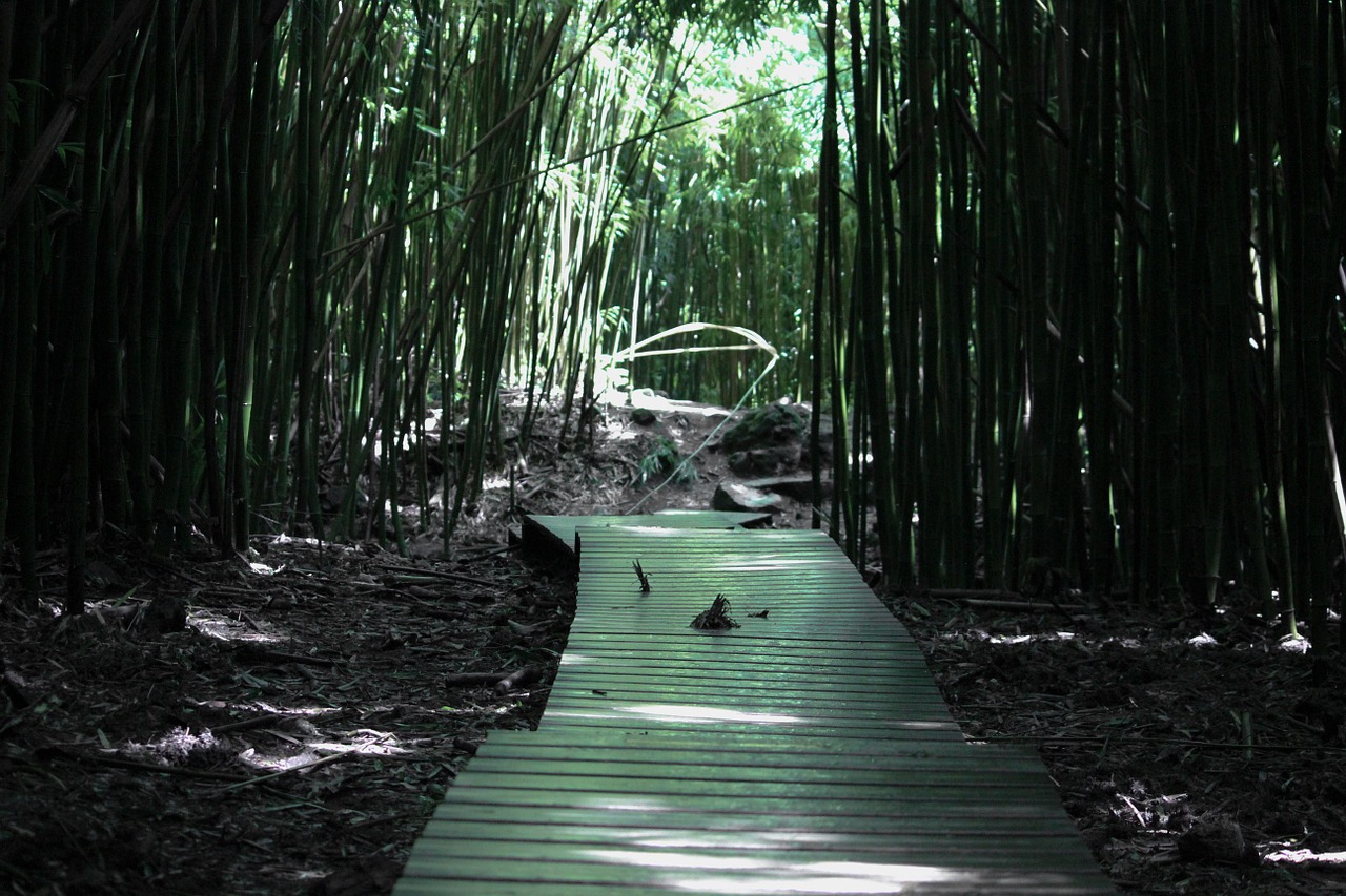 bamboo forest bamboo forest free photo