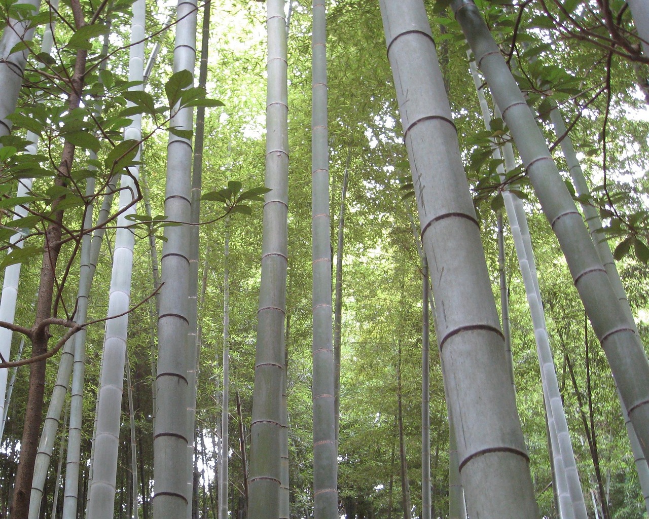 bamboo forest japan free photo