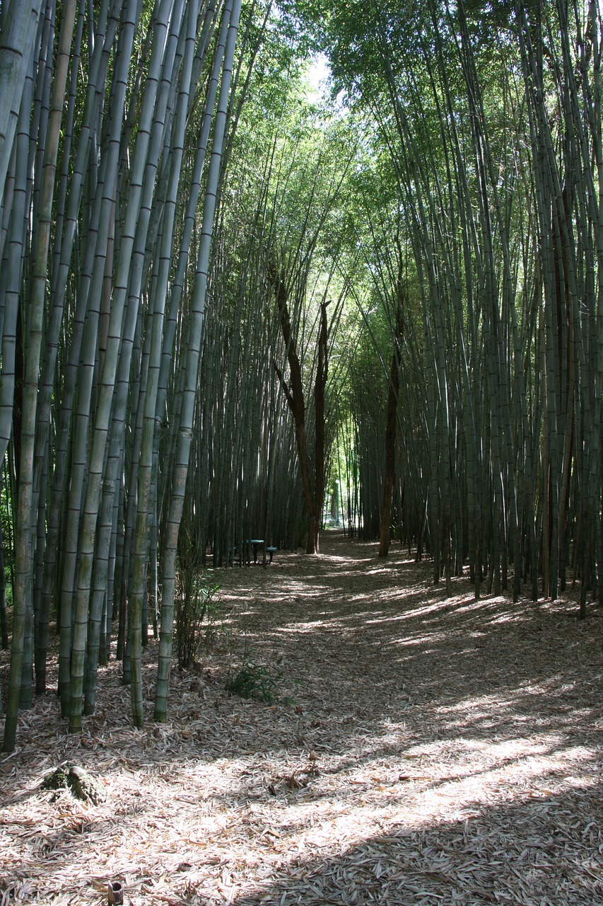 bamboo forest tropics free photo