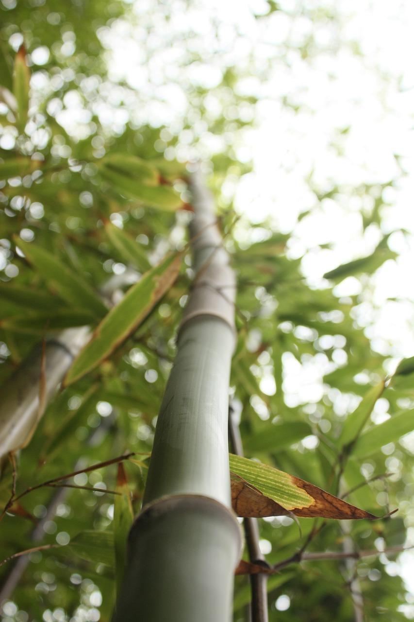 bamboo stalk tall free photo